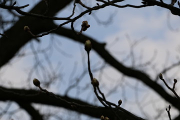 Spring in the city. Young, buds. Dark silhouettes of twigs, branches. Growing plants, fresh vegetation. Blue sky, clouds in the background. A warm, nice, calm day.