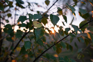 Abstract Background of Birch Leaves in Sunset.