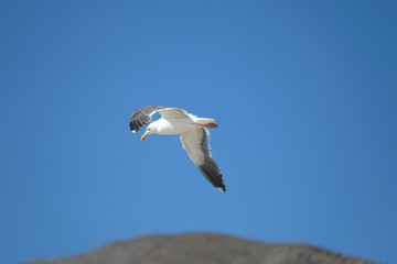 Bird - Seagull
