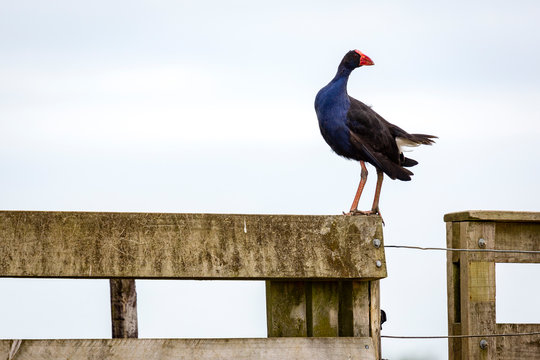 North South IslandTeal Swamp Hen, New Zealand Pukeko