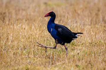 North South IslandTeal Swamp Hen, New Zealand Pukeko