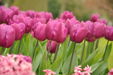 Close up photo of tulip from Keukenhof , The Netherlands
