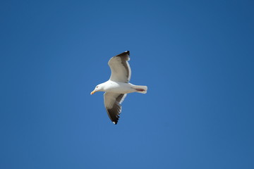 Bird - Seagull
