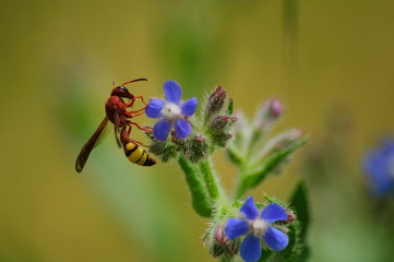 bee on a flower, European Hornet - Detailed Macro Stack, Vespa crabro