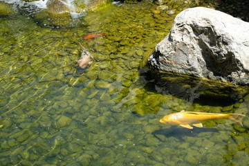 Pond Fish