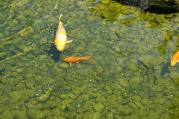 Pond Fish