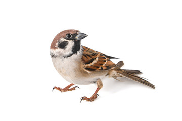 Eurasian Tree Sparrow, Passer montanus, isolated on white background