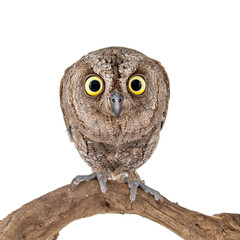 Obraz premium European scops owl, Otus scops, sitting on a stick. Isolated on white background
