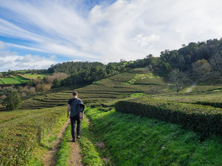 Young man walking on footpath through tea plantation rows belong to Gorreana tea factory Cha Gorreana and ocean on horizon. The oldest, and only, tea plantation in Europe, Sao Miguel island, Azores