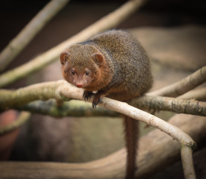 squirrel