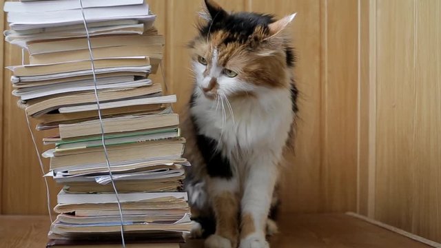 calico cat rubs against the stack of books sitting on the shelf