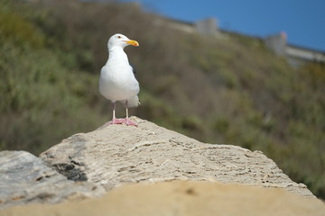 Bird - Seagull