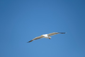 Bird - Seagull