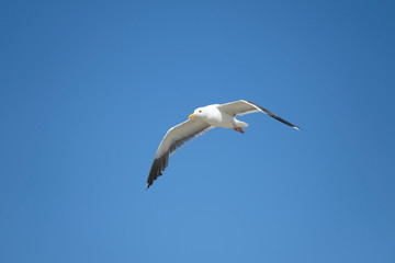 Fototapeta na wymiar Bird - Seagull