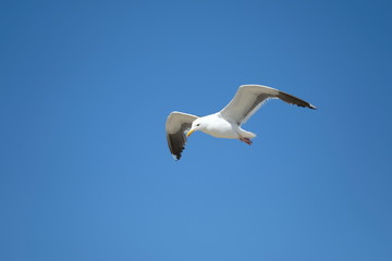 Bird - Seagull