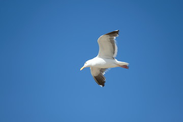 Bird - Seagull