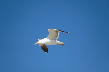 Obraz premium Bird - Seagull