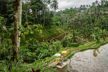 Balinese altar at the Tegallalang Rice Terraces and vegetation, Ubud, Bali, Indonesia