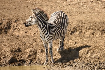 Fototapeta na wymiar Cebra a orillas del río en busca de agua en el parque Nacional de Mikumi, Tanzania