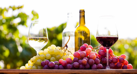 glasses of red and white wine and ripe grapes on table in vineyard