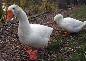 two white goose come to the camera and look
