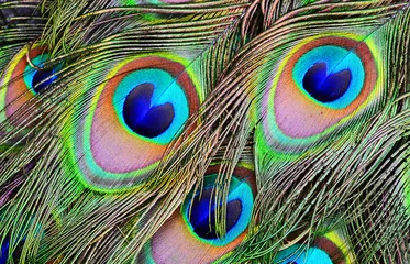 Zelfklevend Fotobehang peacock feather on black background © predrag