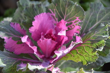 decorative cabbage in the spring