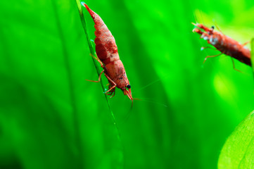 Red sakura shrimp Neocaridina davidi in green in freshwater aquarium