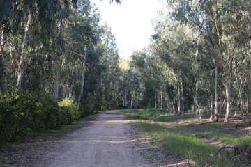 Fototapeta na wymiar Road in the eucalyptus grove