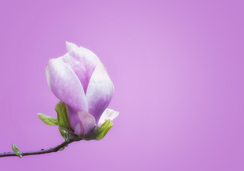 Beautiful spring bloom for magnolia tulip trees pink flowers on purple background.