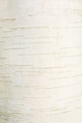 White birch bark background. Natural and eco responsible concept. White trendy texture