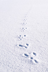 Fototapeta na wymiar Fresh footprints, footsteps from animal rabbit in white snow field