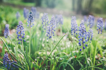Spring hyacinths at the meadow. Spring, fresh start, new beginning, quiet time outdoors concept