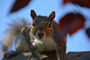 Squirrel
