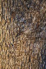 texture of real wood tree bark