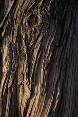 texture of real wood tree bark