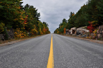 Fototapeta na wymiar endless straight road in the woods during indian summer