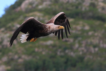 Haliaeetus albicilla