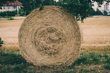 Photo of an apple tree and collected sheaf of hay