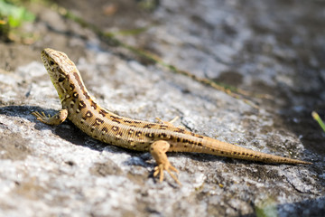 lizard on the ground