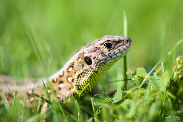 lizard on the ground
