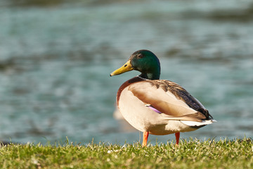 wild duck on water