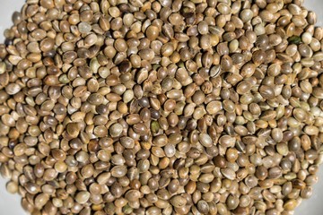 Hemp seeds in the bowl. Slovakia
