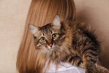 Funny fluffy gray striped cat on a woman's shoulder. Beautiful tabby cat on the shoulder of a blonde, beige background