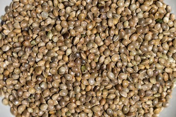 Hemp seeds in the bowl. Slovakia