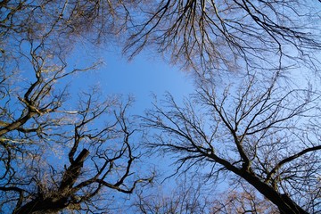 Curly branches of tree against winter sky, suitable as pattern or background. Slovakia	