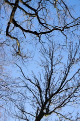 Curly branches of tree against winter sky, suitable as pattern or background. Slovakia	