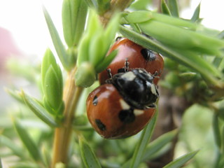 W świecie macro © Anna