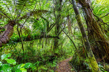 Kauri trees forest at the North Island of New Zealand