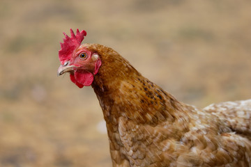 Portrait of domestic golden hen on the farm